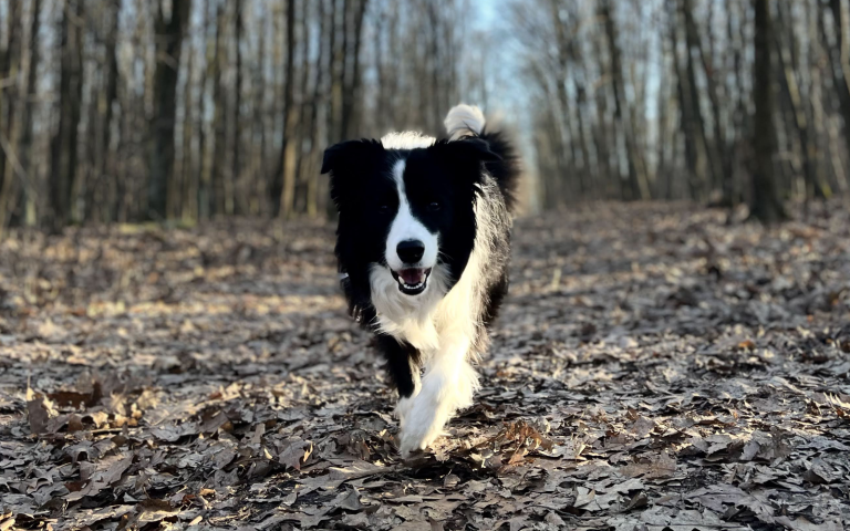 Spacerowa pętla na Halembie