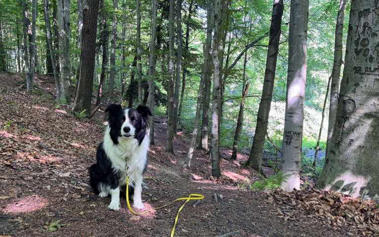 Nasze ulubione miejsca spacerowe – Miechowicka Ostoja Leśna